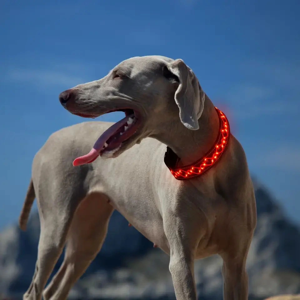 Custom Embroidered LED Pet Collars Adjustable LED Dog Collar