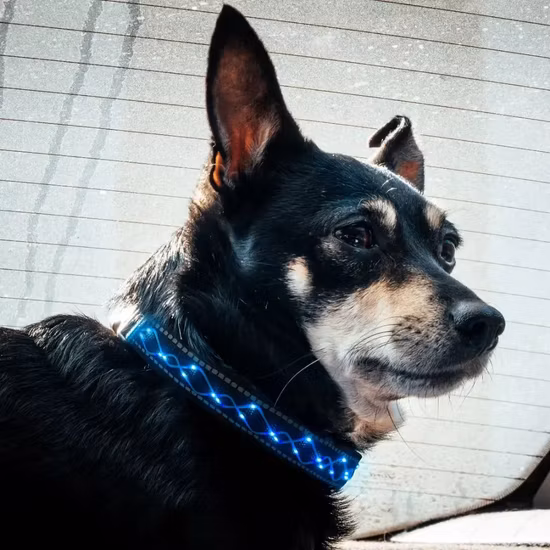 Custom Embroidered LED Pet Collars Adjustable LED Dog Collar